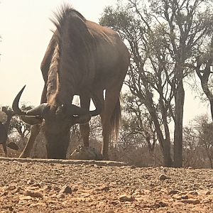 Golden Wildebeest South Africa