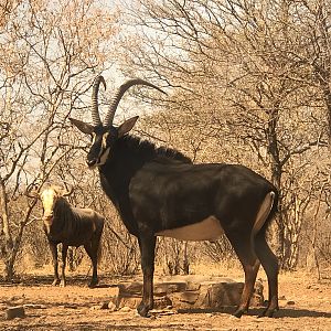 Sable Antelope South Africa