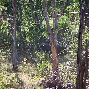 Cape Buffalo in the thick cover