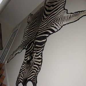 Burchell's Plain Zebra in the Stairwell