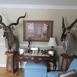 Kudu & Eland Pedestal Mounts Taxidermy