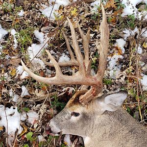 Hunting White-tailed Deer in Missouri USA