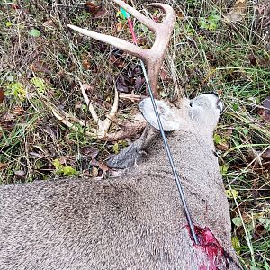 Missouri USA Hunt White-tailed Deer