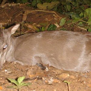 One of the smallest antelopes, Blue Duiker, Cameroon 2009