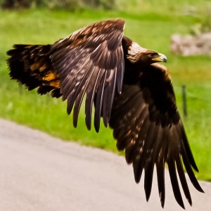 Soaring the downdrafts was taken in Salmon Idaho in 2010