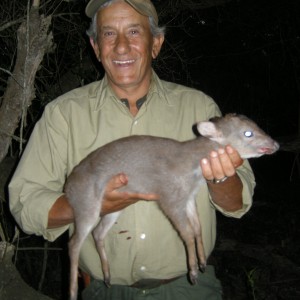 blue duiker