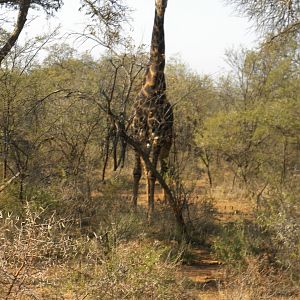 Giraffe Looking Down on Me While Stalking Gemsbuck