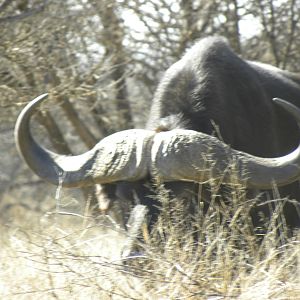 Cape Buffalo Charging