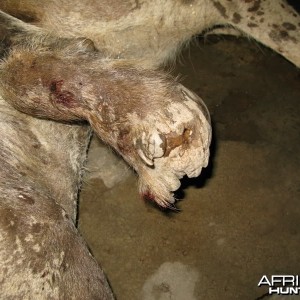 Hyena I took in poor condition with a snare around his foot