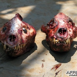 Hyena male and female skull