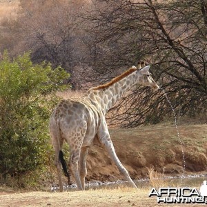 Giraffe