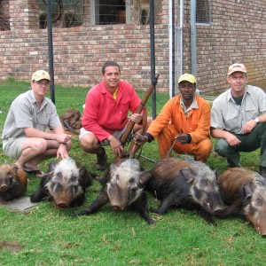 Bushpig hunted with hounds -  www.lloydsafaris.co.za