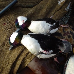 Nice drake buffleheads from Lake of the Woods Canada