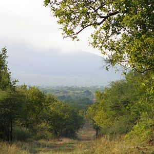 Bushveld