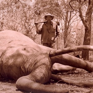 Hunting Elephant in Tanzania, 244 cm