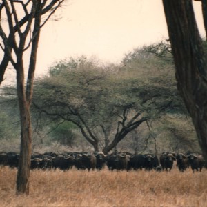 Buffalo Zimbabwe