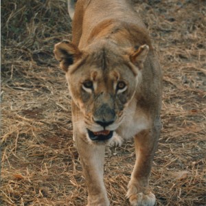 Lioness Zimbabwe