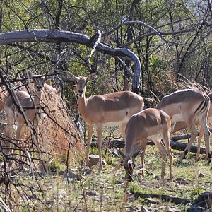 Impalas having lunch
