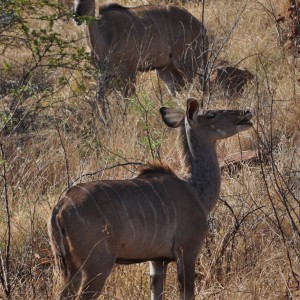 Kudu cows on hillside