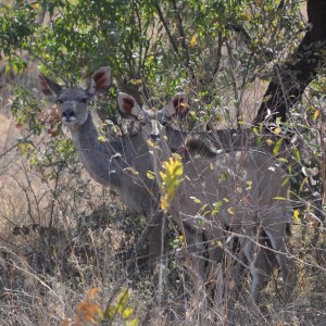 Kudu cows