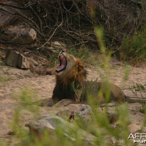 Big Yawn