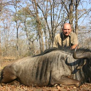 Nice wildebeest