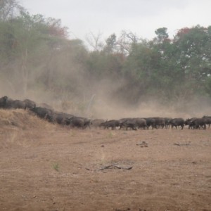 Buffalo herd