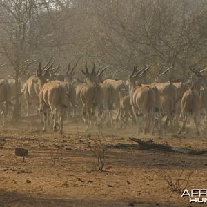 Eland Herd