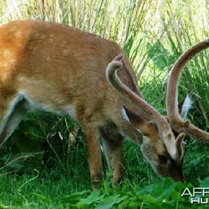 The Sangai (Cervus eldi eldi), Indian Bow-Antlered Deer from Southeast Asia