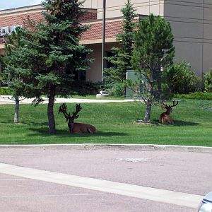 Mule Deer in Colorado with Two Sets of Antlers