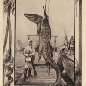 Crocodile Postcard 1909
