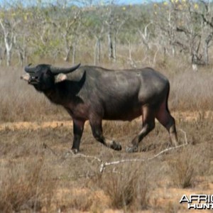 Asiatic buffalo bull, Arnhemland, Australia