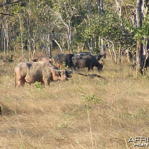 Asiatic buffalo, Arnhemland, Australia