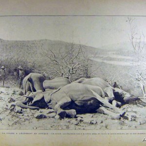 La chasse a L'Elephant en Afrique, 1902