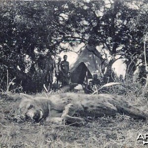 Hunting Hyena Postcard, 1907