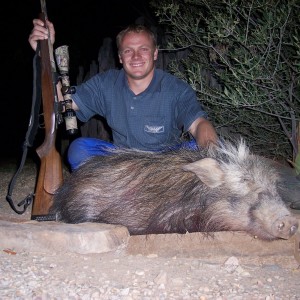 Hunting Bushpig