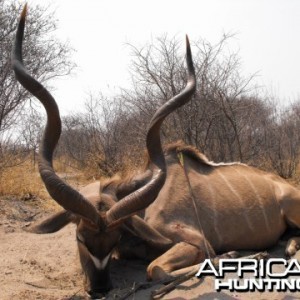 Kudu Bull Namibia