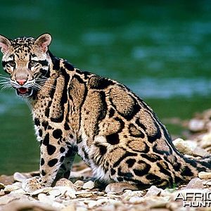 Clouded Leopard (Neofelis nebulosa)