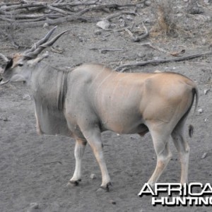 Eland