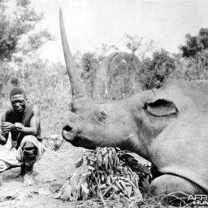 White Rhinoceros taken in Congo Belge by Herbert Lang, 1912