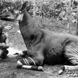 Okapi, Congo circa 1910