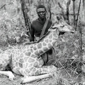 Giraffe, Congo circa 1910