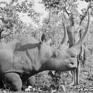 Rhino hunted in Congo