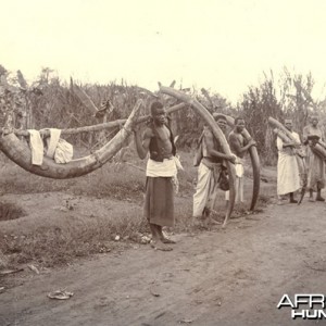 Line of porters at the roadside carrying loads of Elephant tusks