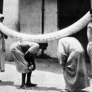 Giant tusk! Tanzania