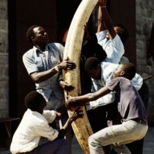 Confiscated tusk in Tanzania