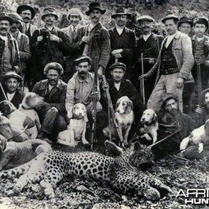 Hunting Leopard, Algeria circa 1930