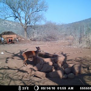 Red Duiker Zululand