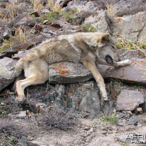 Hunting in Kyrgyzstan