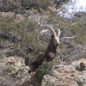 Hunting in Kyrgyzstan